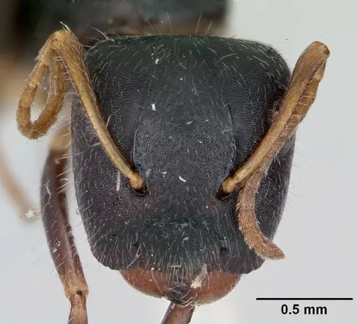 Camponotus marianensis specimen CASENT0173101 image casent0173101_2