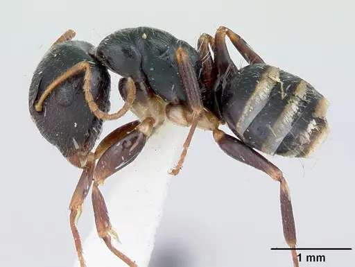 Camponotus marianensis specimen CASENT0173101 image casent0173101_3