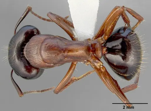 Camponotus maritimus specimen CASENT0005357 image casent0005357_1