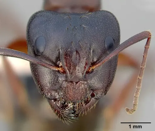 Camponotus maritimus specimen CASENT0005357 image casent0005357_2