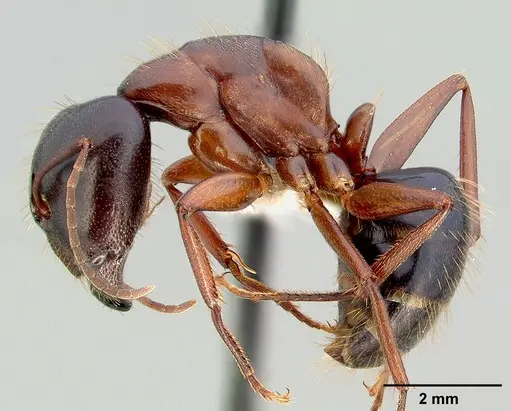 Camponotus maritimus specimen CASENT0005357 image casent0005357_3