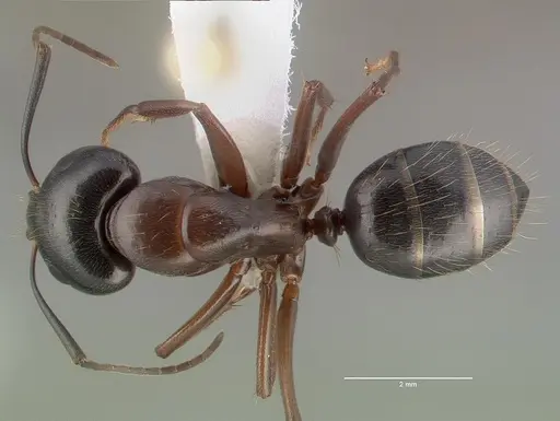 Camponotus maritimus specimen CASENT0010700 image casent0010700_1