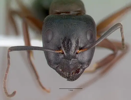 Camponotus maritimus specimen CASENT0010700 image casent0010700_2