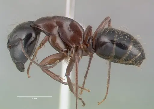Camponotus maritimus specimen CASENT0010700 image casent0010700_3