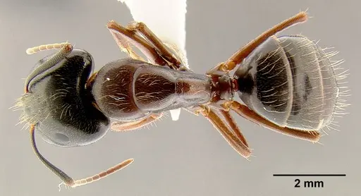 Camponotus maritimus specimen CASENT0106083 image casent0106083_1