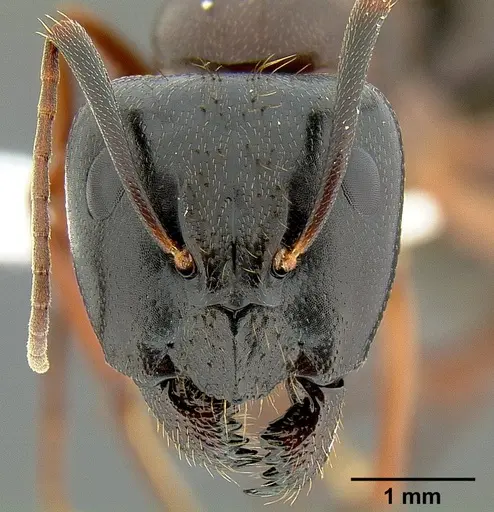 Camponotus maritimus specimen CASENT0106083 image casent0106083_2