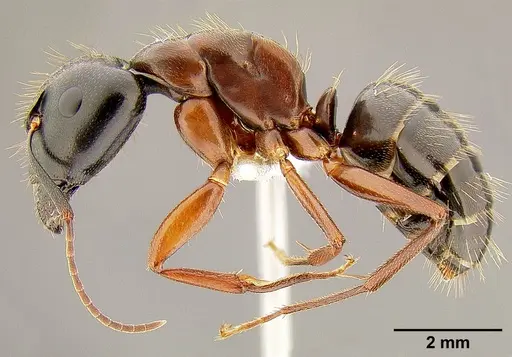 Camponotus maritimus specimen CASENT0106083 image casent0106083_3