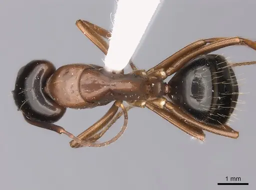 Camponotus maritimus specimen CASENT0217716 image casent0217716_1