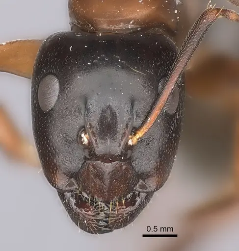Camponotus maritimus specimen CASENT0217716 image casent0217716_2