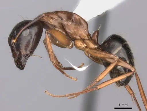 Camponotus maritimus specimen CASENT0217716 image casent0217716_3
