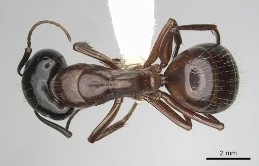 Camponotus maritimus specimen CASENT0280045 image casent0280045_1