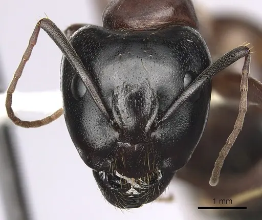 Camponotus maritimus specimen CASENT0280045 image casent0280045_2