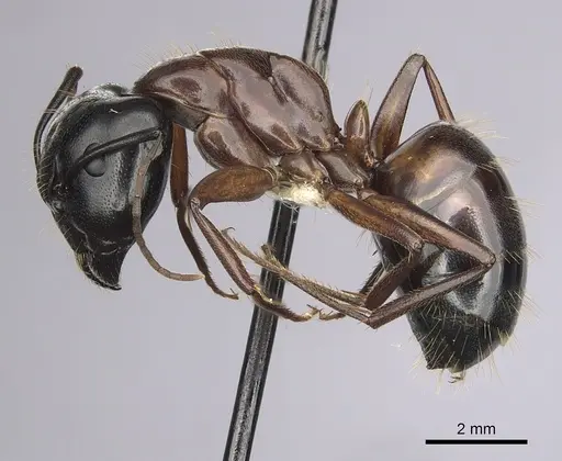 Camponotus maritimus specimen CASENT0280045 image casent0280045_3