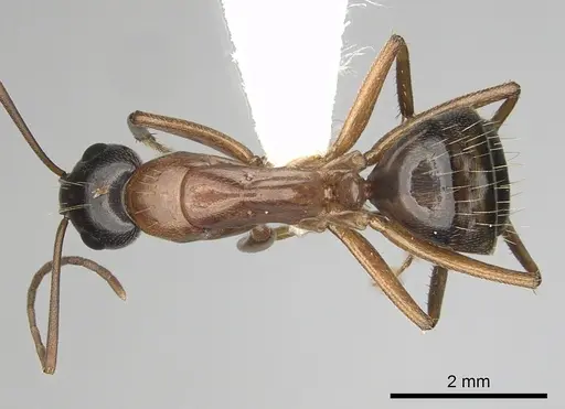 Camponotus maritimus specimen CASENT0280046 image casent0280046_1