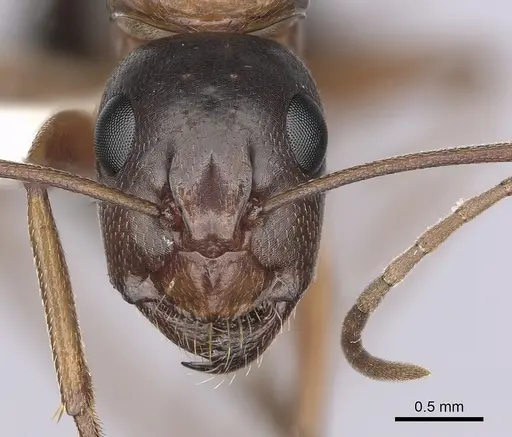 Camponotus maritimus specimen CASENT0280046 image casent0280046_2