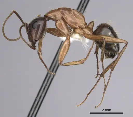 Camponotus maritimus specimen CASENT0280046 image casent0280046_3