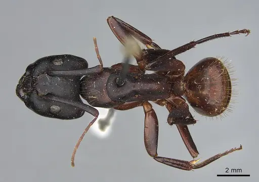 Camponotus maritimus specimen CASENT0840922 image casent0840922_1