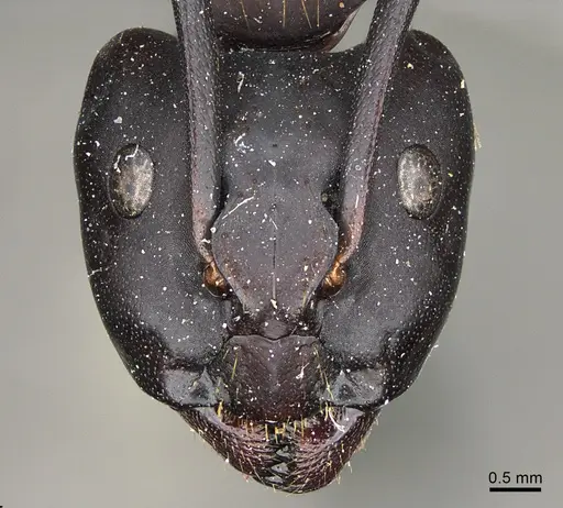 Camponotus maritimus specimen CASENT0840922 image casent0840922_2