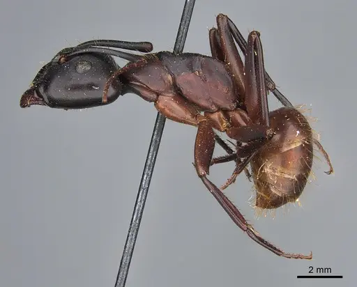 Camponotus maritimus specimen CASENT0840922 image casent0840922_3