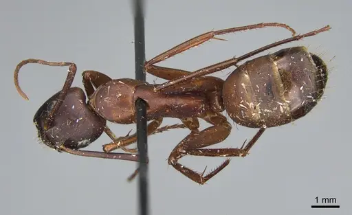 Camponotus maritimus specimen CASENT0840928 image casent0840928_1