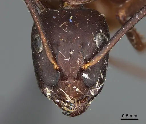 Camponotus maritimus specimen CASENT0840928 image casent0840928_2