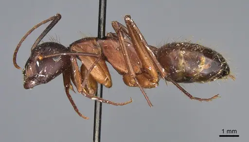 Camponotus maritimus specimen CASENT0840928 image casent0840928_3