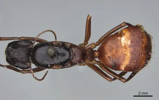Camponotus maritimus specimen CASENT0840933 image casent0840933_1