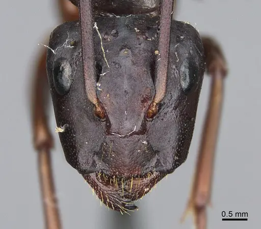 Camponotus maritimus specimen CASENT0840933 image casent0840933_2
