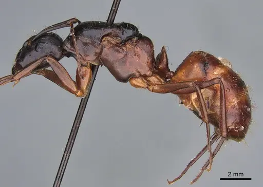 Camponotus maritimus specimen CASENT0840933 image casent0840933_3