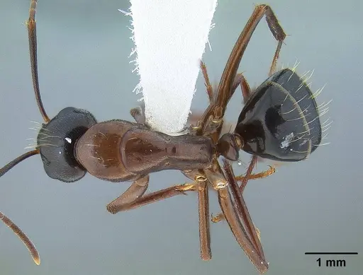 Camponotus maritimus specimen CASENT0844079 image casent0844079_1