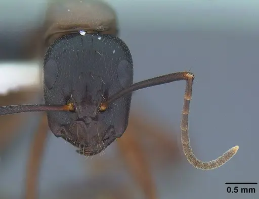 Camponotus maritimus specimen CASENT0844079 image casent0844079_2