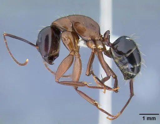 Camponotus maritimus specimen CASENT0844079 image casent0844079_3