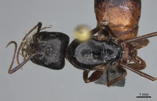 Camponotus maritimus specimen CASENT0876857 image casent0876857_1