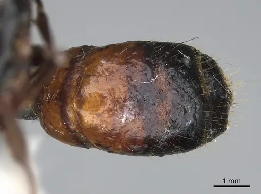 Camponotus maritimus specimen CASENT0876857 image casent0876857_2