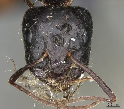 Camponotus maritimus specimen CASENT0876857 image casent0876857_3