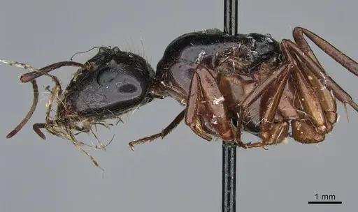Camponotus maritimus specimen CASENT0876857 image casent0876857_4
