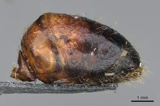 Camponotus maritimus specimen CASENT0876857 image casent0876857_5