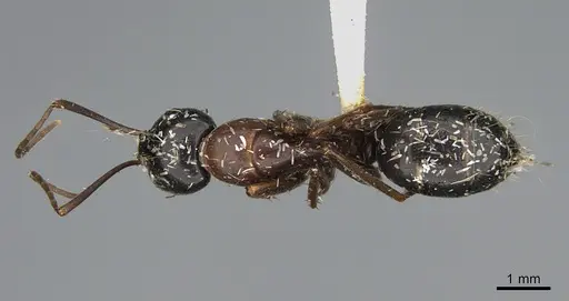 Camponotus maritimus specimen CASENT0876858 image casent0876858_1