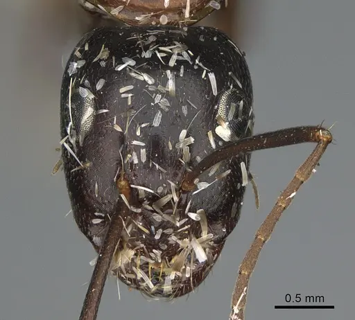 Camponotus maritimus specimen CASENT0876858 image casent0876858_2