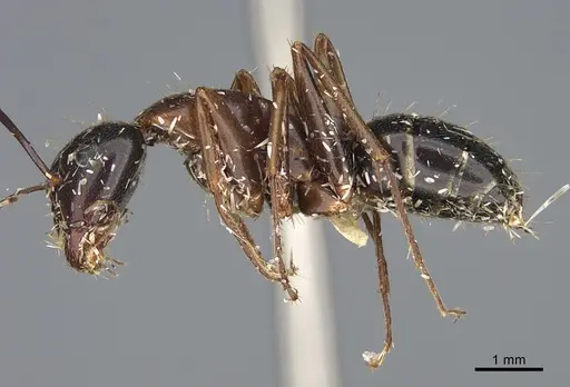 Camponotus maritimus specimen CASENT0876858 image casent0876858_3