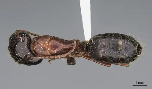 Camponotus maritimus specimen CASENT0876859 image casent0876859_1
