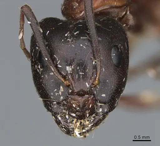 Camponotus maritimus specimen CASENT0876859 image casent0876859_2