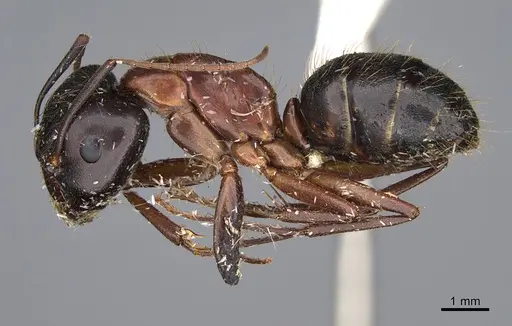 Camponotus maritimus specimen CASENT0876859 image casent0876859_3