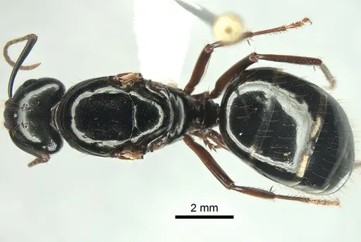 Camponotus maritimus specimen CASENT0882267 image casent0882267_1