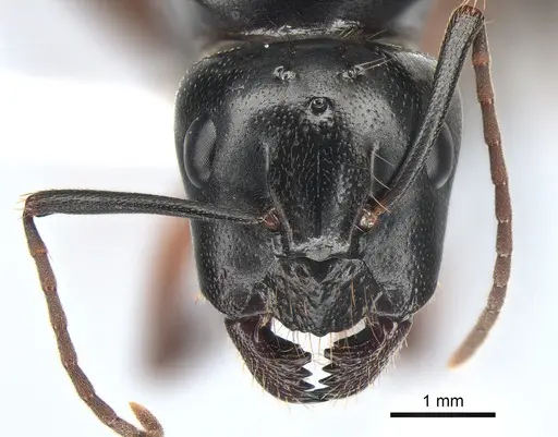 Camponotus maritimus specimen CASENT0882267 image casent0882267_2