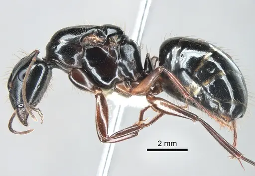 Camponotus maritimus specimen CASENT0882267 image casent0882267_3