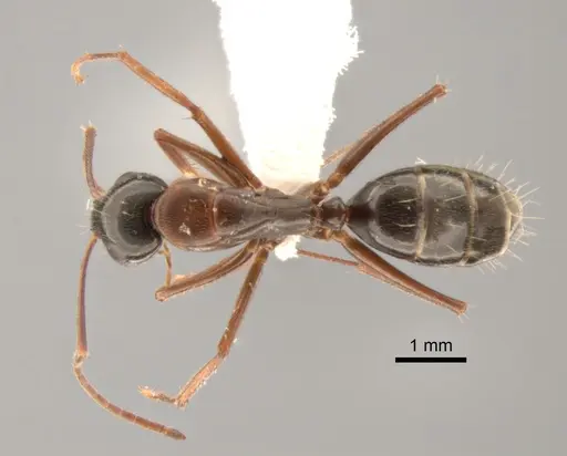 Camponotus maritimus specimen CASENT0882280 image casent0882280_1