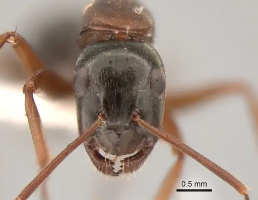 Camponotus maritimus specimen CASENT0882280 image casent0882280_2