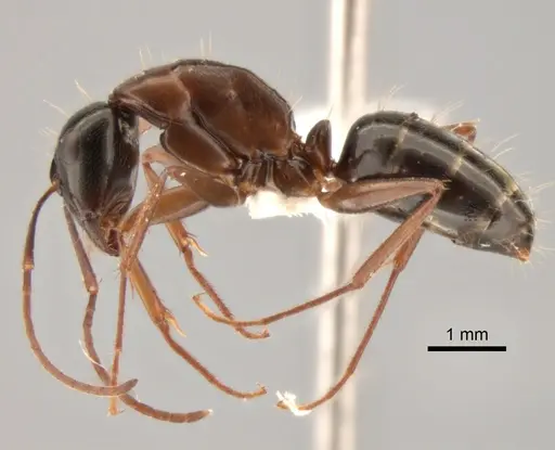 Camponotus maritimus specimen CASENT0882280 image casent0882280_3