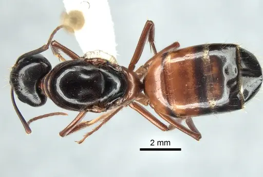 Camponotus maritimus specimen CASENT0882296 image casent0882296_1